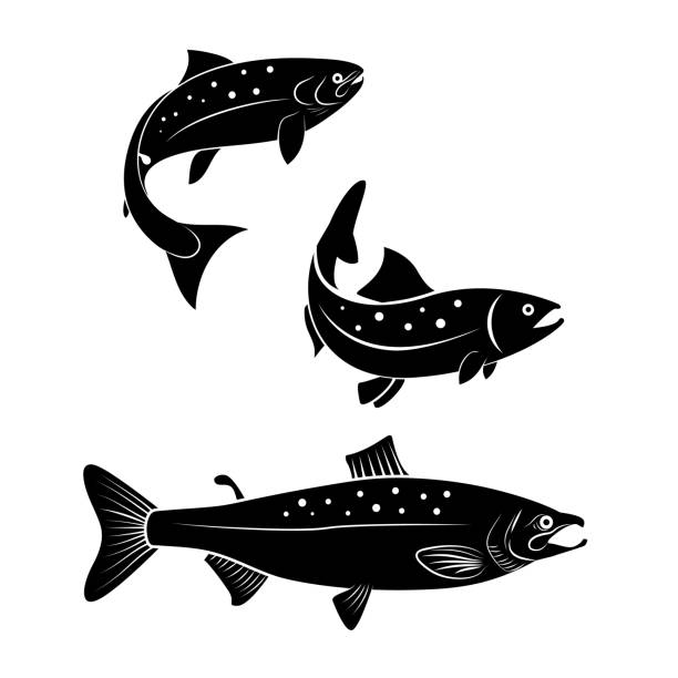 zestaw ryb łososiowych izolowanych na białym tle. element projektu emblematu lub etykiety. ilustracja wektorowa. - trout fishing stock illustrations