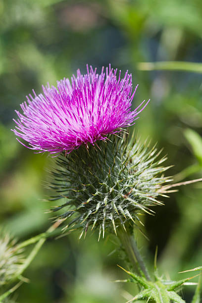 Thistle A Beautiful Thistle flower in full bloom bristlethistle stock pictures, royalty-free photos & images