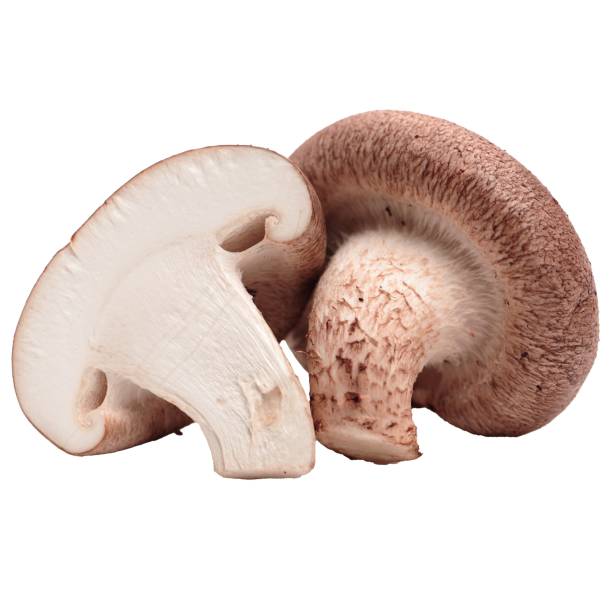 istock Mushroom mushrooms 1498625494