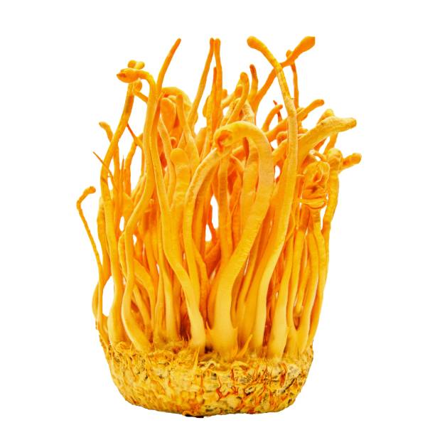 istock Cordyceps mushroom 1498625495