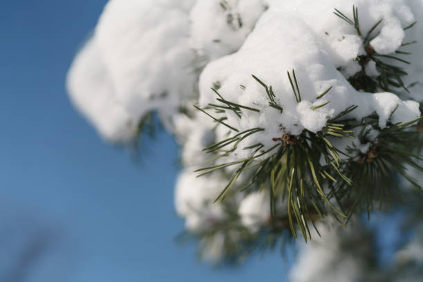 istock pine branch covered with fresh snow in the morning 1498625706