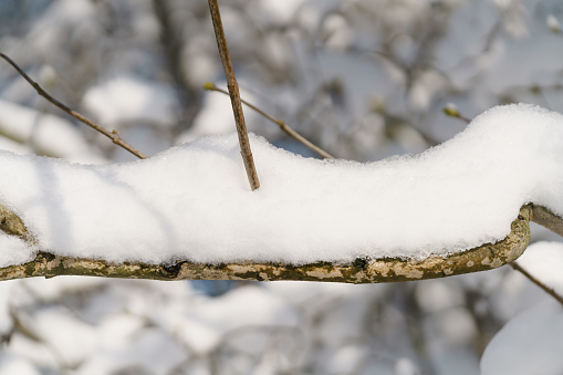 lilac branches covered with snow in morning, shallow focus