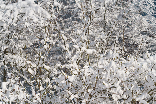 lilac branches covered with snow in morning, shallow focus