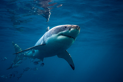 Great white photographed swimming the blue ocean waters of South Australia