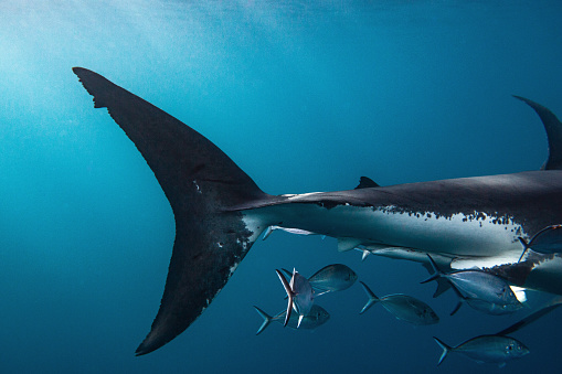 Close-up photo of a great white shark caudal fin