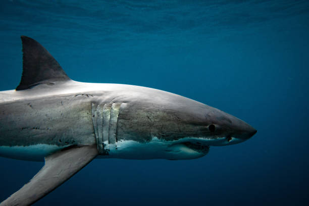 istock Great White Shark swimming the deep blue ocean 1498627136