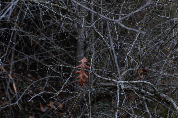 A single leaf left on the branches of a fallen tree. A dramatic autumn landscape.