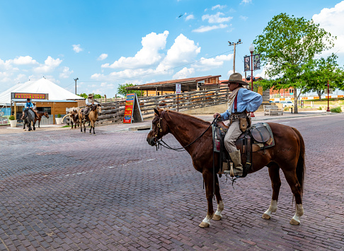Fort Worth, Texas, USA. 31 May 2023. Longhorn cattle drive in Fort Worth, with men on horseback.
