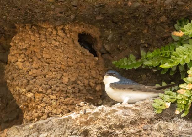 istock Common house martin in its natural habitat 1498628419