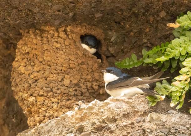 istock Two house martins in their natural habitat 1498628430