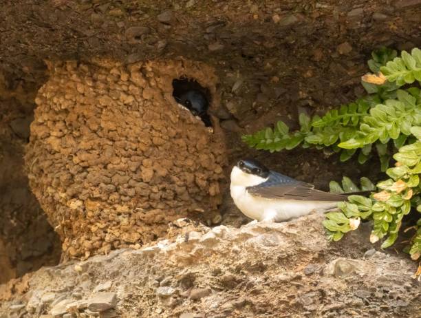 istock Two house martins in their natural habitat 1498628435