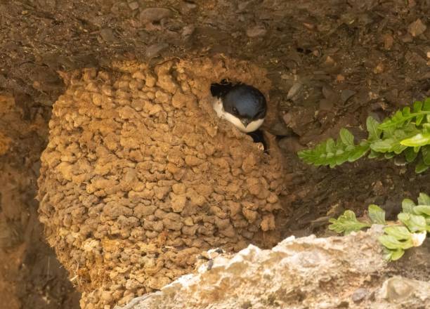 istock Common house martin in its natural habitat 1498628436