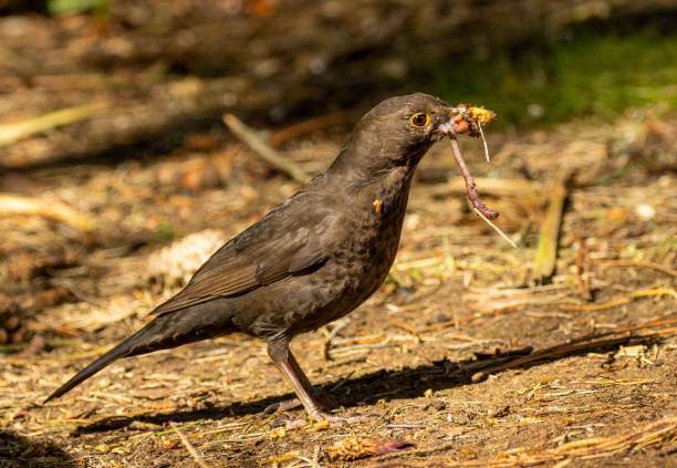 istock Female blackbird gathering worms 1498628466