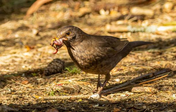 istock Female blackbird gathering worms 1498628467