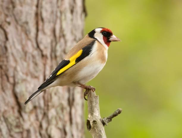 istock Beautiful colorful goldfinch perched on a branch 1498628500