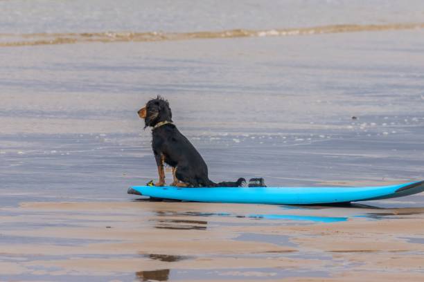istock Black and brown spaniel sitting on a blue surfboard 1498628520