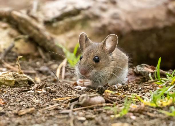 istock Tiny mouse foraging in the woodland 1498628557