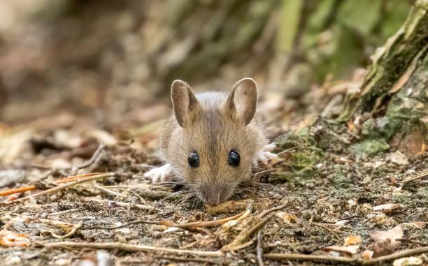 istock Tiny mouse foraging in the woodland 1498628560