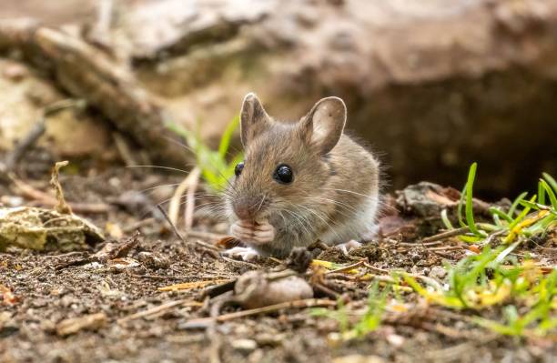 istock Tiny mouse foraging in the woodland 1498628563