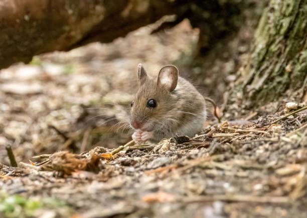 istock Tiny mouse foraging in the woodland 1498628578