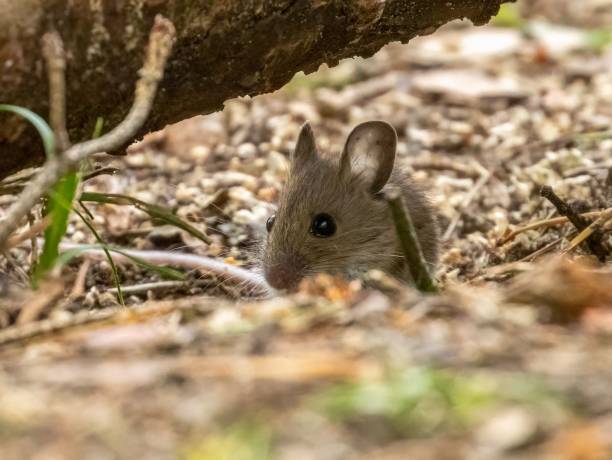 istock Tiny mouse foraging in the woodland 1498628584