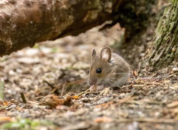 istock Tiny mouse foraging in the woodland 1498628588