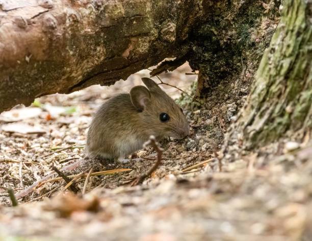 istock Tiny mouse foraging in the woodland 1498628594