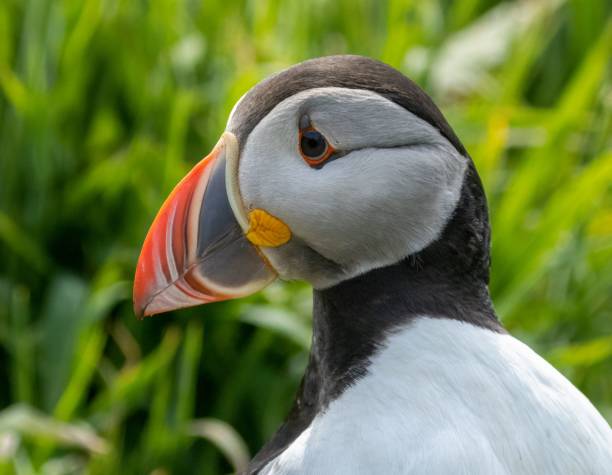 istock Closeup shot of beautiful Atlantic puffin 1498628601