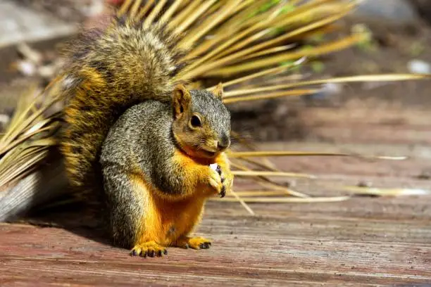 Photo of Fox squirrel on a wooden deck eating a piece of food. Sciurus niger.