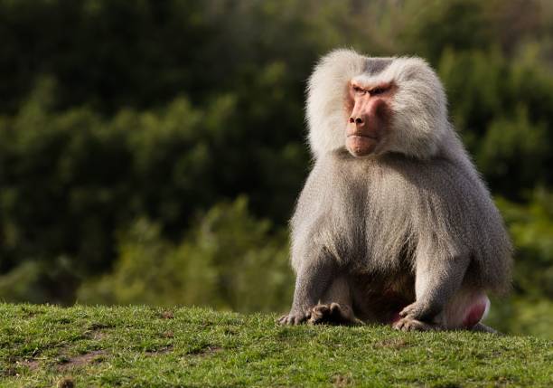Male Hamadryas baboon sitting on green grass against a blurry green background. A male Hamadryas baboon sitting on green grass against a blurry green background. baboon stock pictures, royalty-free photos & images