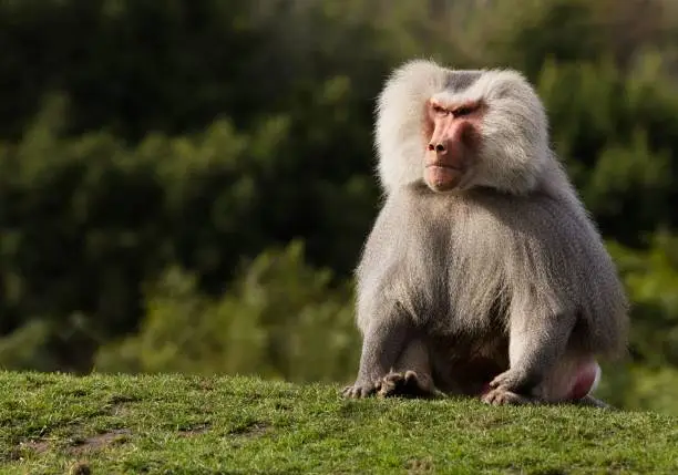 A male Hamadryas baboon sitting on green grass against a blurry green background.
