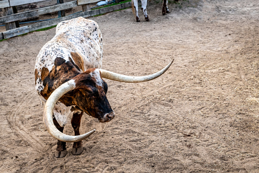 A man in a western attire riding a bull in a rodeo stadium with people spectating in the background.