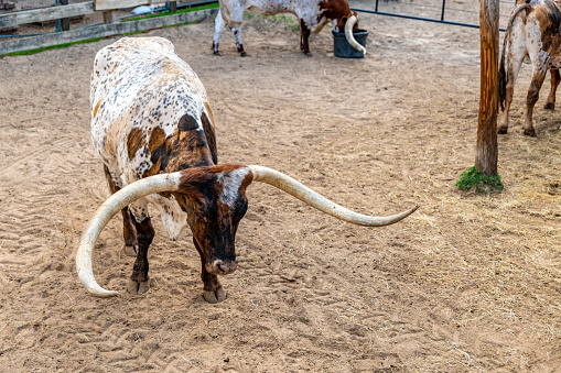 Longhorn Cattle in Fort Worth, Texas.