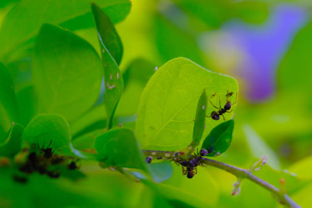 Macro Photography. Macro Shot of a black ant colony laying eggs and nesting on branches and leaves in Bandung city - Indonesia. Macros