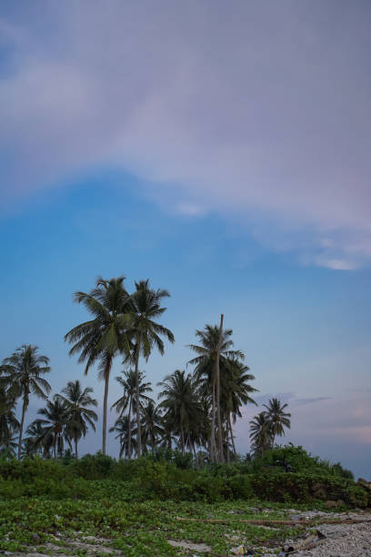 istock coconut groves with a clear bright blue sky 1498630213