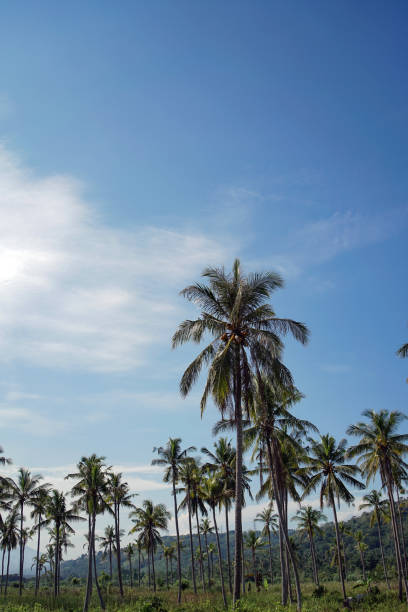 istock coconut groves with a clear bright blue sky 1498630233