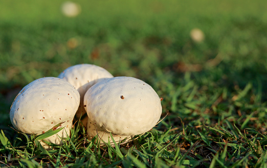 Puffball mushrooms at the park