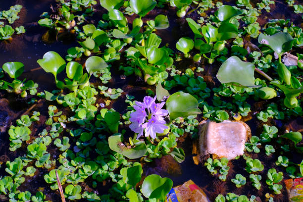 istock Water hyacinth flower 1498630747