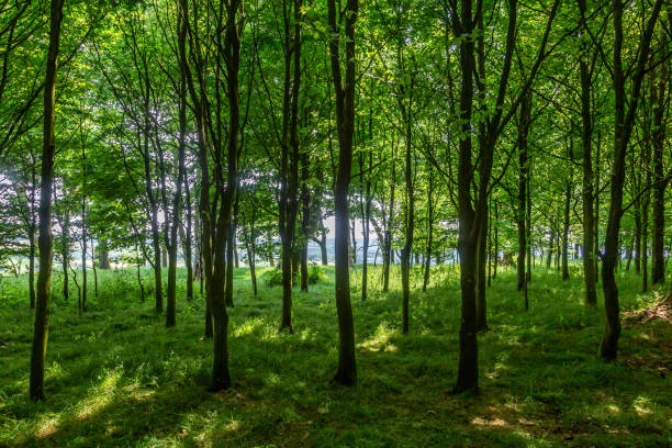 istock A view from inside Chanctonbury Ring along the South Downs Way 1498632000