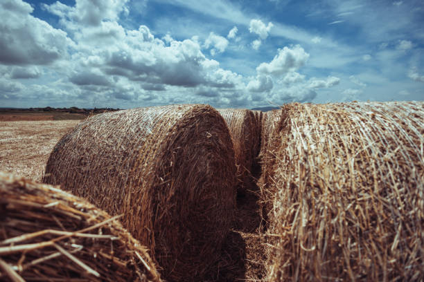 istock Agricultural activity in Italy: hay bales on a field 1498632137