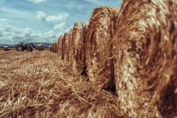 Pile of freshly harvested wheat straw bales. Summer field, feed, alpacas. Tordesillas, Valladolid, Castile and León, Spain - July 1, 2025.