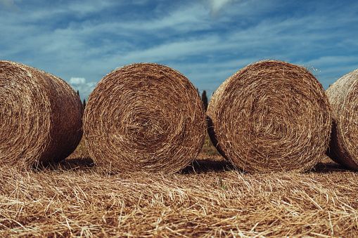 Agricultural activity in Italy and organic farming: hay bales on a field