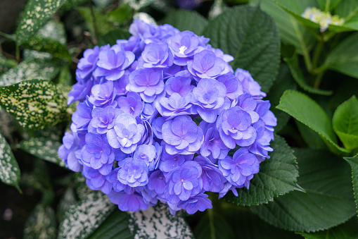 Blooming blue, purple, white hydrangeas in the garden. Shilin Official Residence Hydrangea Exhibition. Taipei, Taiwan