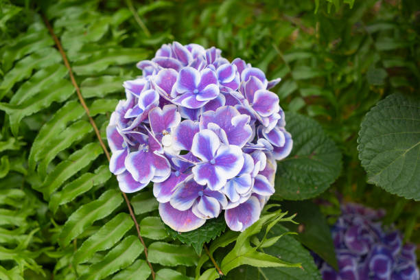 Outdoor Garden with focus on Hydrangea Flower Head