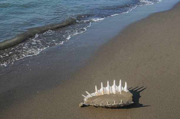 Skeleton of sea turtle on shore