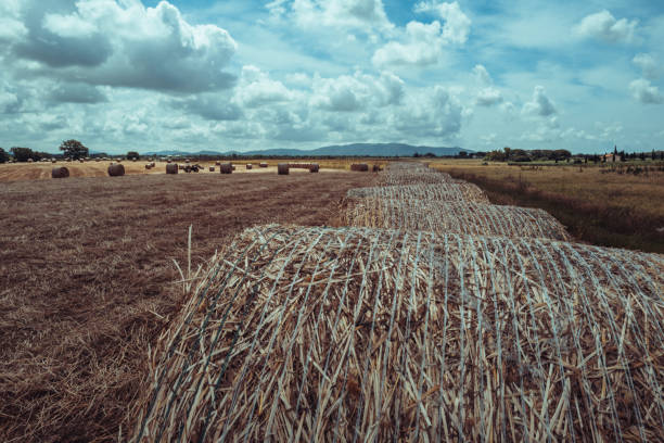 Agricultural activity in Italy and organic farming: hay bales on a field