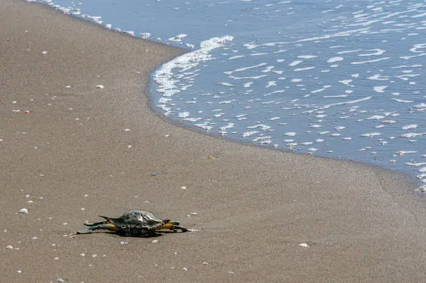 Photo of Blue crab by the sea