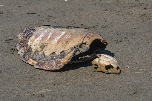 Skeleton and head of sea turtle on sand