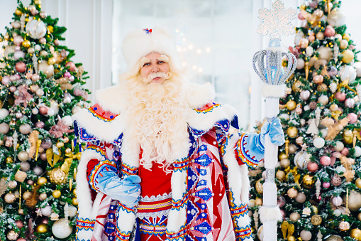 portrait of Father Frost in a traditional costume with stick staff in room with christmas trees. family celebration. congratulations and concert for children. carnival. Father Christmas. Russia.