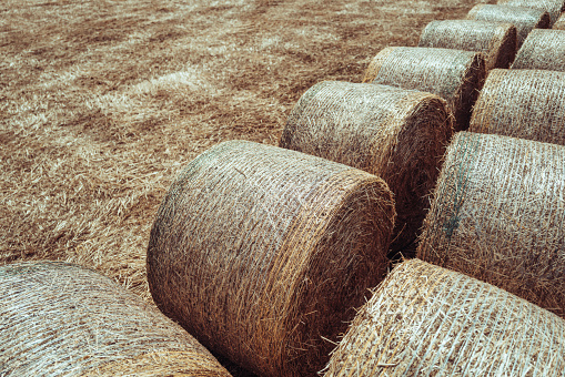 Circular hay bales in a field.